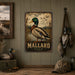 Mallard Duck metal sign with vintage duck identification portrait style Mallard Duck