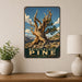Bristlecone Pine California metal sign with vintage travel-poster illustration of bristlecone pine in California