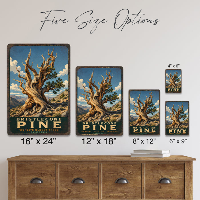 Bristlecone Pine California metal sign with vintage travel-poster illustration of bristlecone pine in California